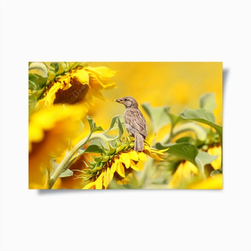 Poster spatz auf einer sonnenblume