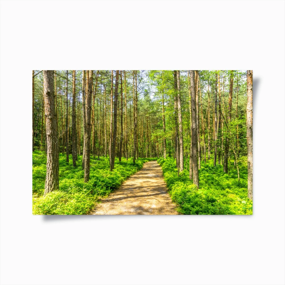Poster sonniger waldweg zwischen kiefern – Wallnifity®