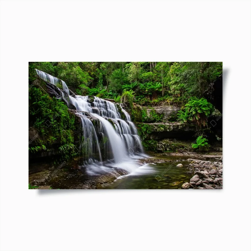 Poster wasserfall Liffey Falls im üppigen Regenwald von Tasmanien