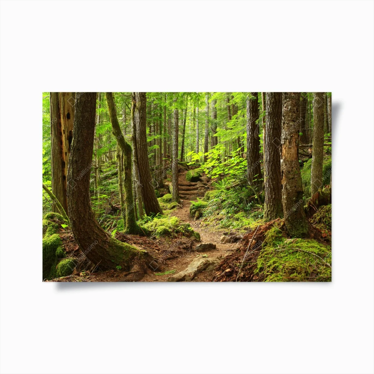 Poster moosiger waldpfad – Wallnifity® Poster moosiger waldpfad – Wallnifity®