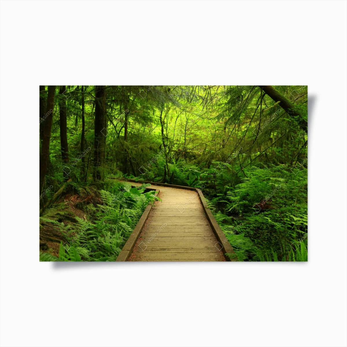 Poster ruhiger grüner waldsteg – Wallnifity® Poster ruhiger grüner waldsteg – Wallnifity®