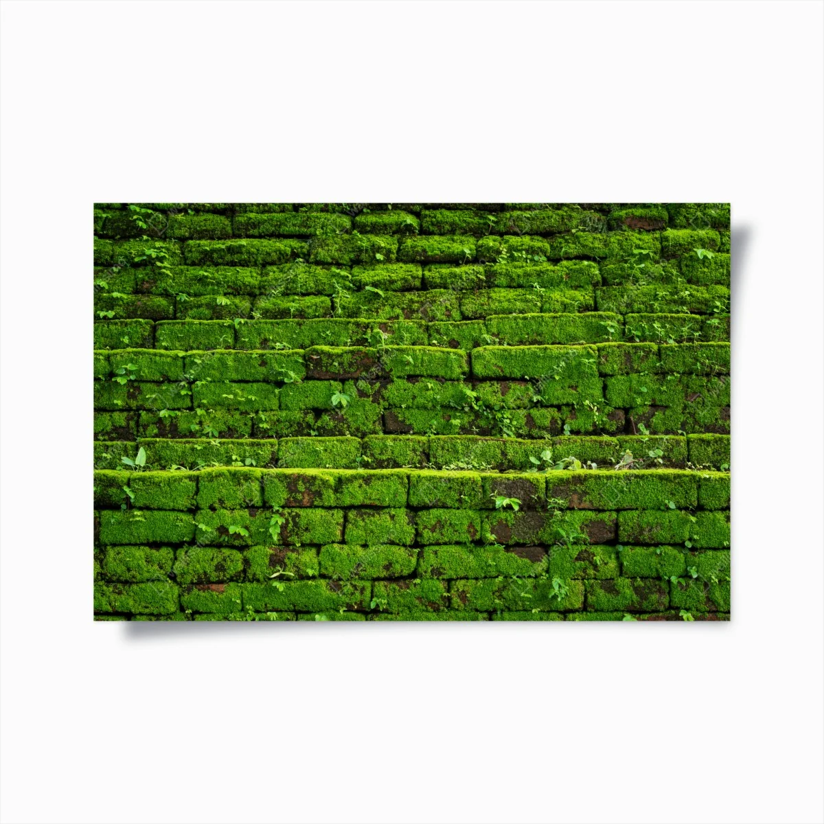 Poster üppige moosbedeckte ziegelwand – Wallnifity® Poster üppige moosbedeckte ziegelwand – Wallnifity®