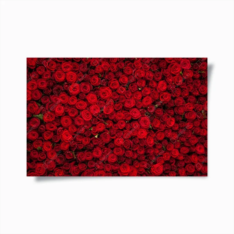 Poster elegante weiße calla auf schwarzem hintergrund – Wallnifity®