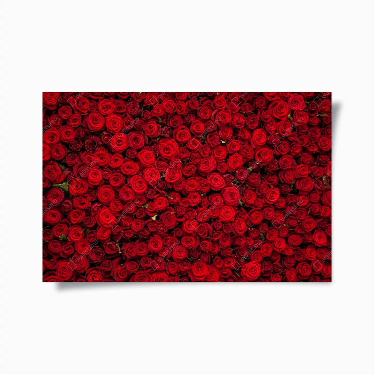 Poster endlose wand aus roten rosen – Wallnifity® Poster endlose wand aus roten rosen – Wallnifity®