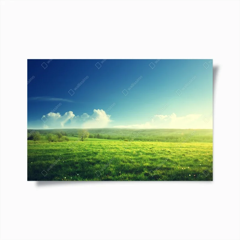 Poster sonnige frühlingswiese im abendlicht