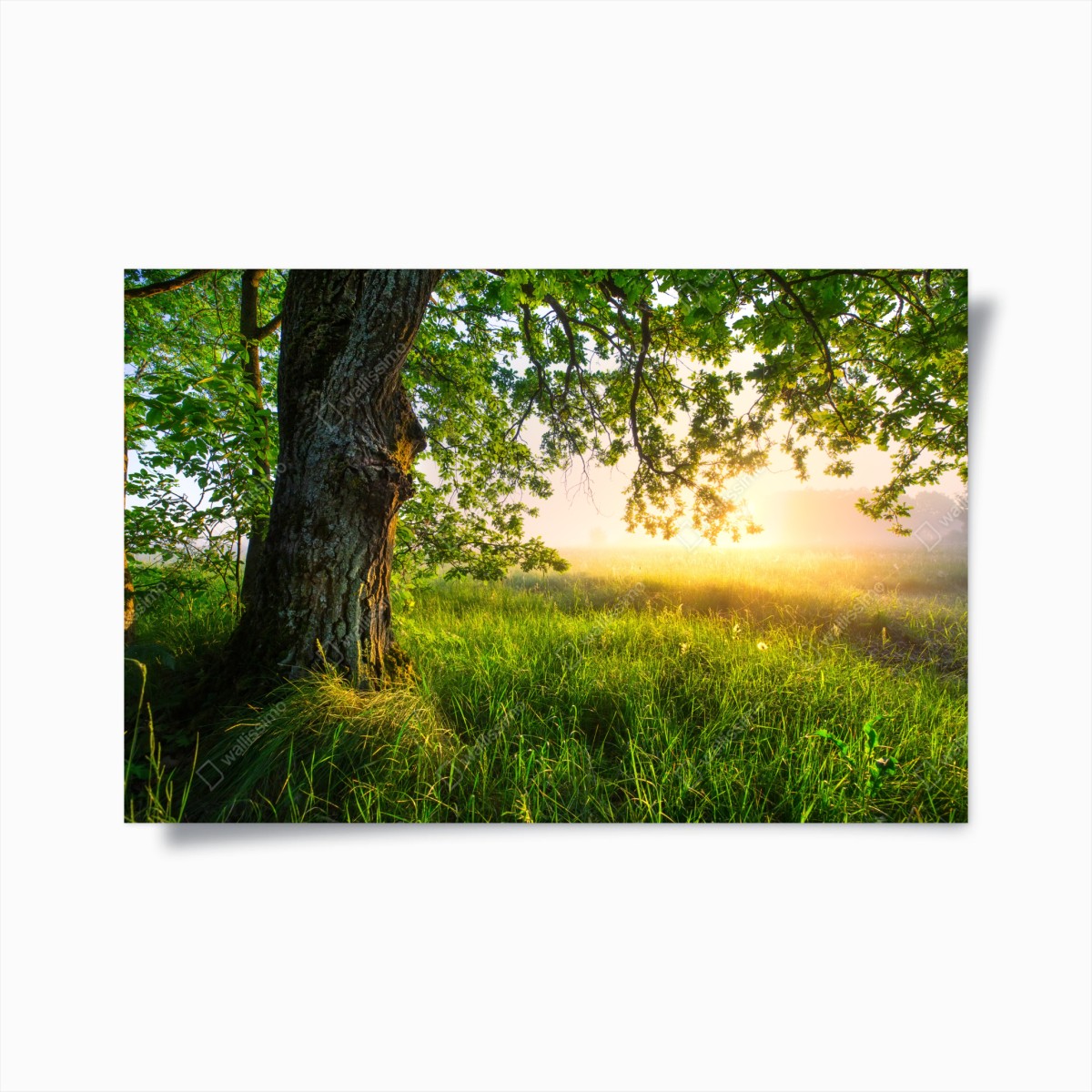 Poster morgendliche eiche auf sonnenbeschienener wiese – Wallnifity®
