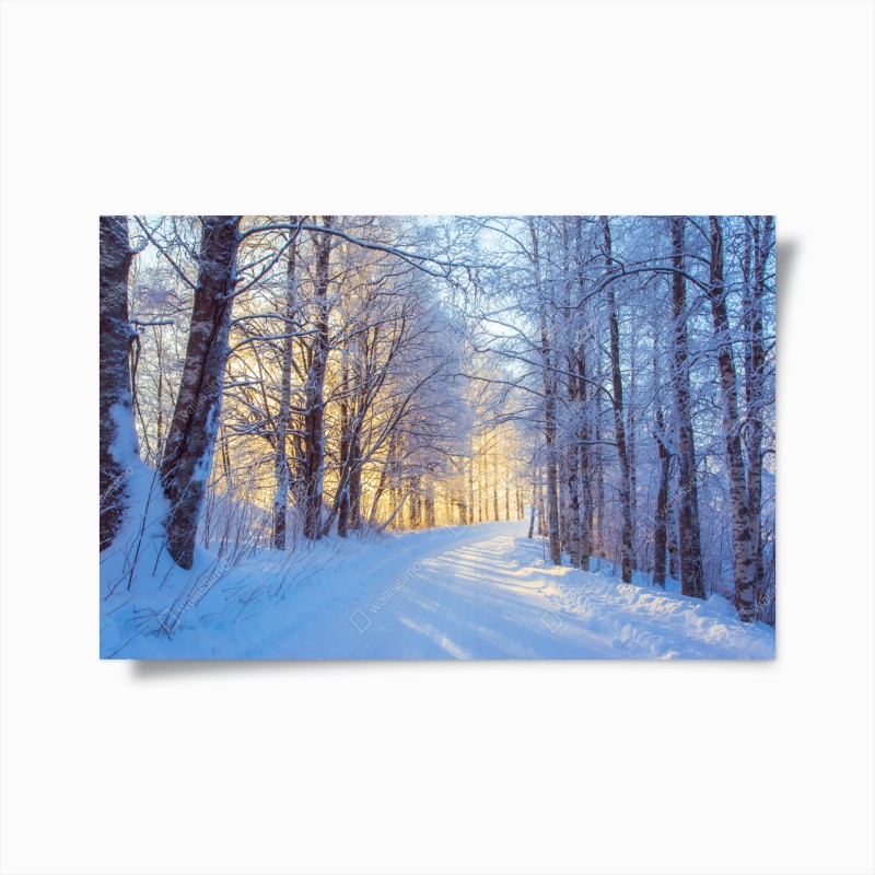 Poster birkenwald im winter bei sonnenaufgang