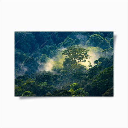 Poster nebliger regenwald mit baumkronen – Wallnifity®