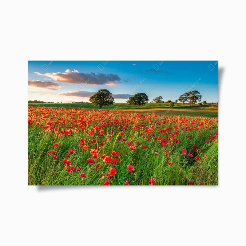 Poster rotes mohnfeld bei Corbridge