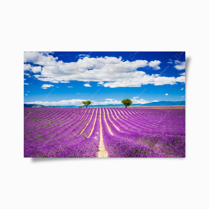 Poster lavendelfelder in Provence