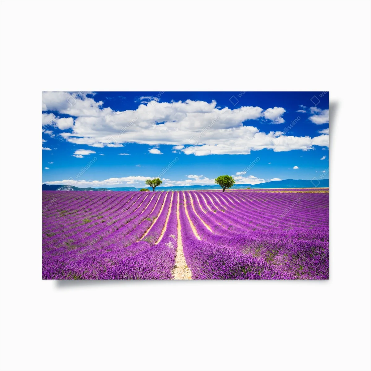 Poster lavendelfelder in Provence – Wallnifity® Poster lavendelfelder in Provence – Wallnifity®