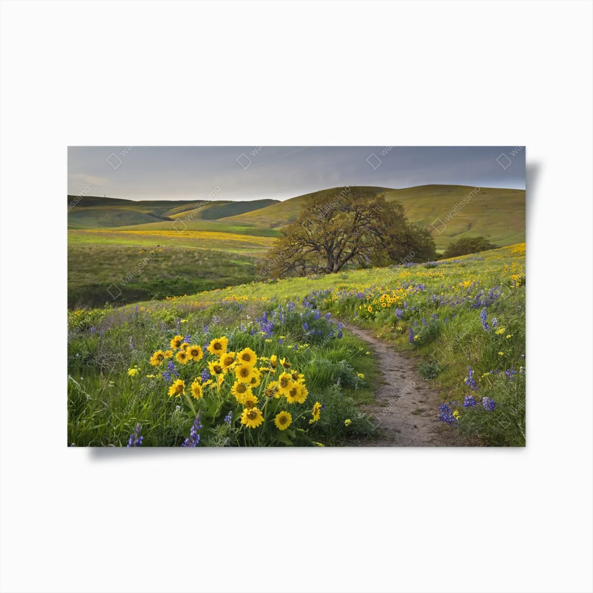 Poster pfad durch blumenwiese mit eichenbaum – Wallnifity® Poster pfad durch blumenwiese mit eichenbaum – Wallnifity®