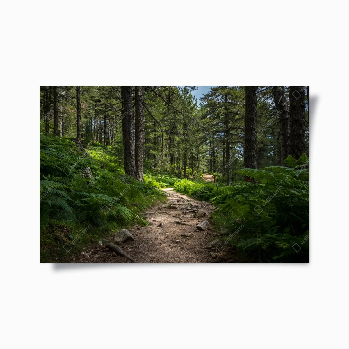 Poster ruhiger waldpfad durch üppiges grün – Wallnifity® Poster ruhiger waldpfad durch üppiges grün – Wallnifity®