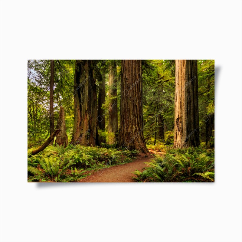 Poster Kalifornien mammutbäume waldweg