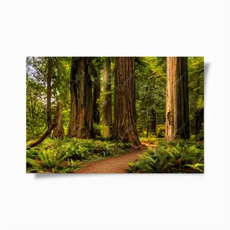 Poster Kalifornien mammutbäume waldweg – Wallnifity®