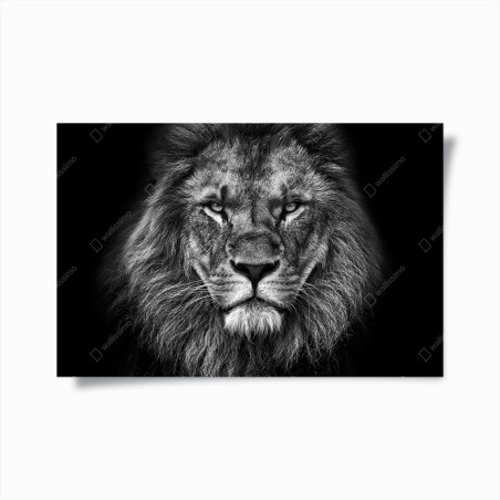 Poster majestätisches löwenportrait in monochrom – Wallnifity®