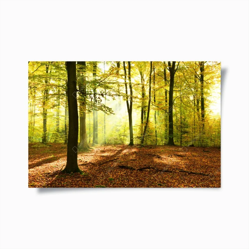 Poster goldener herbstwald am morgen