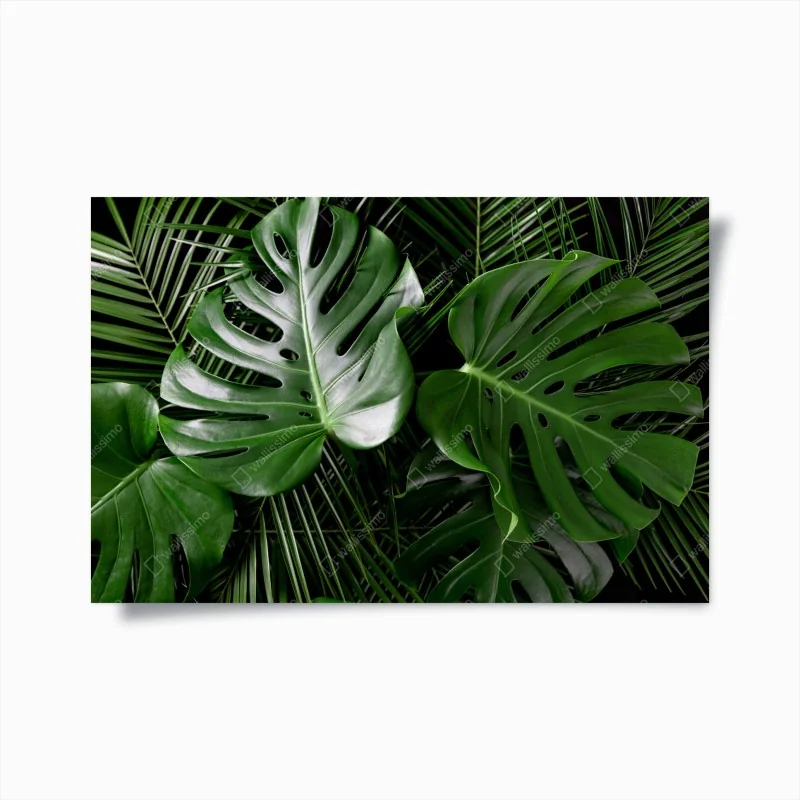 Poster üppige monstera-blätter