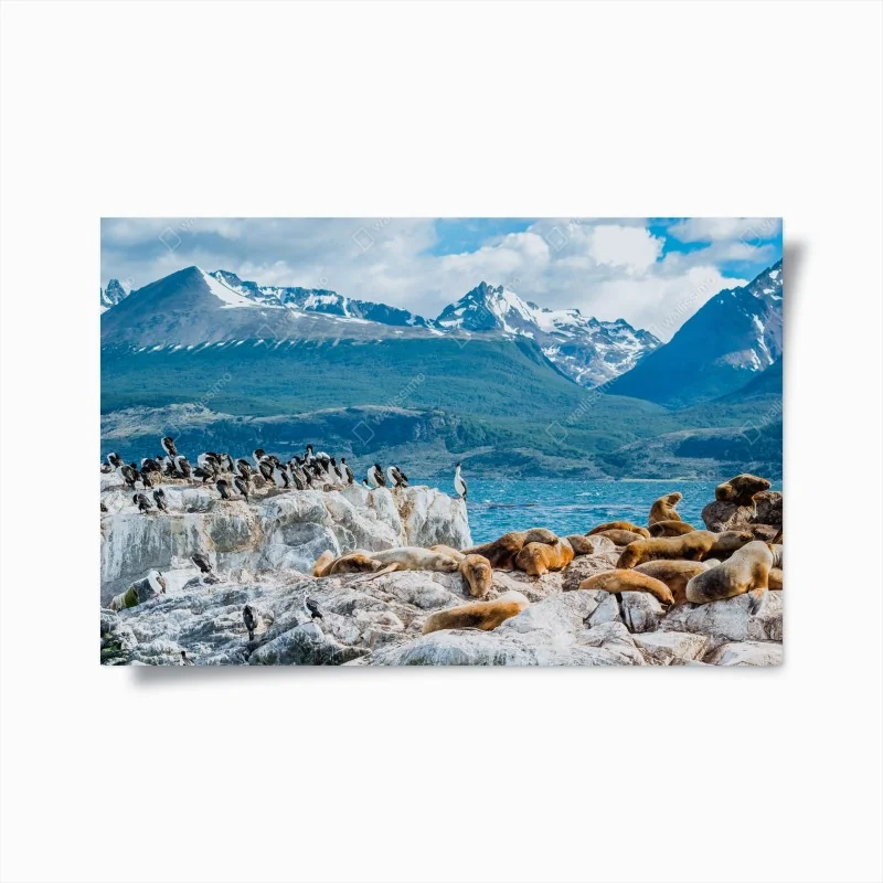 Poster seelöwen und seevögel an der felsküste