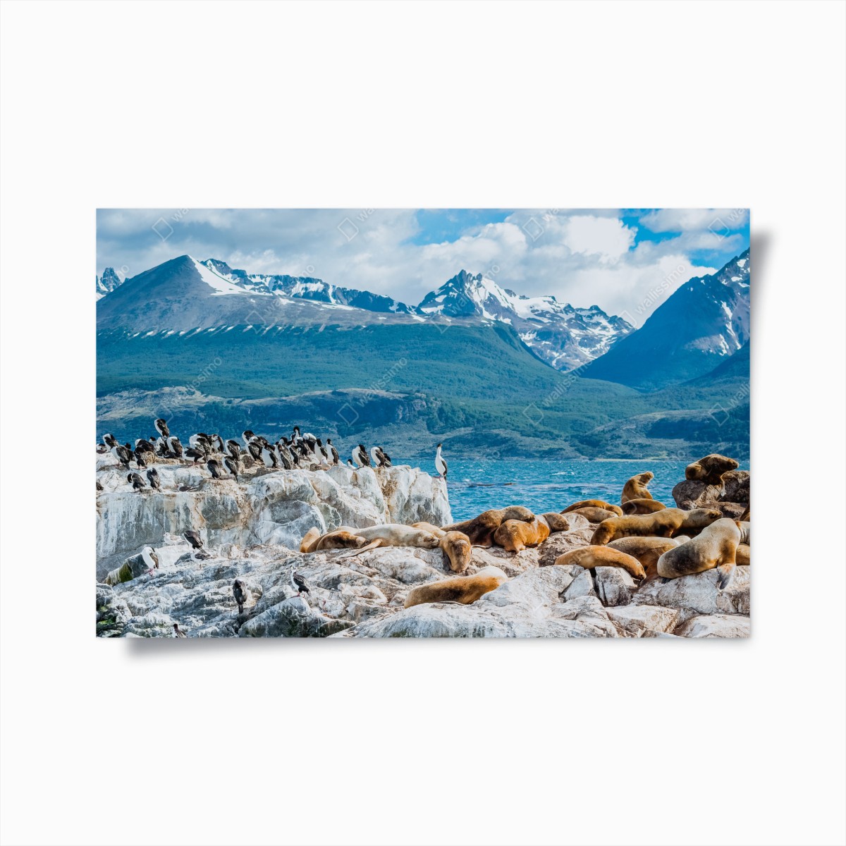 Poster seelöwen und seevögel an der felsküste – Wallnifity®