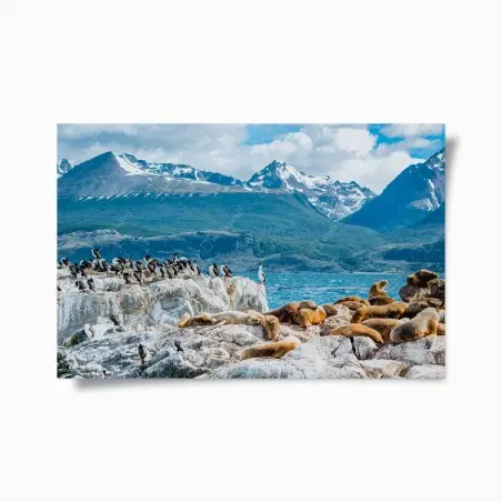 Poster seelöwen und seevögel an der felsküste – Wallnifity®