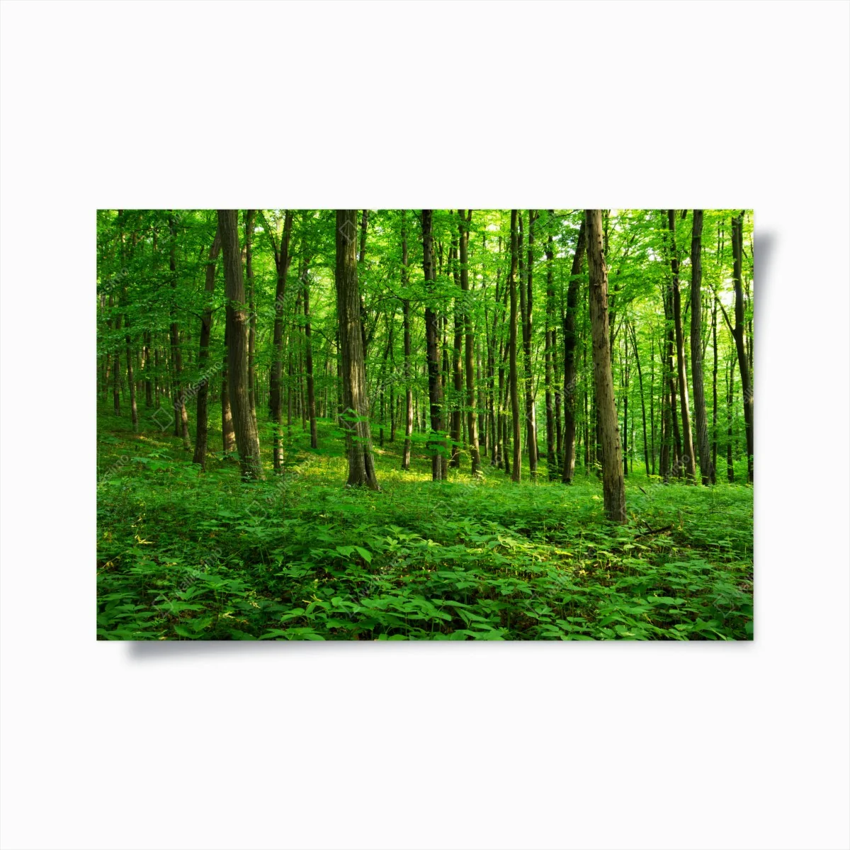 Poster sonniger grüner wald im frühling – Wallnifity®