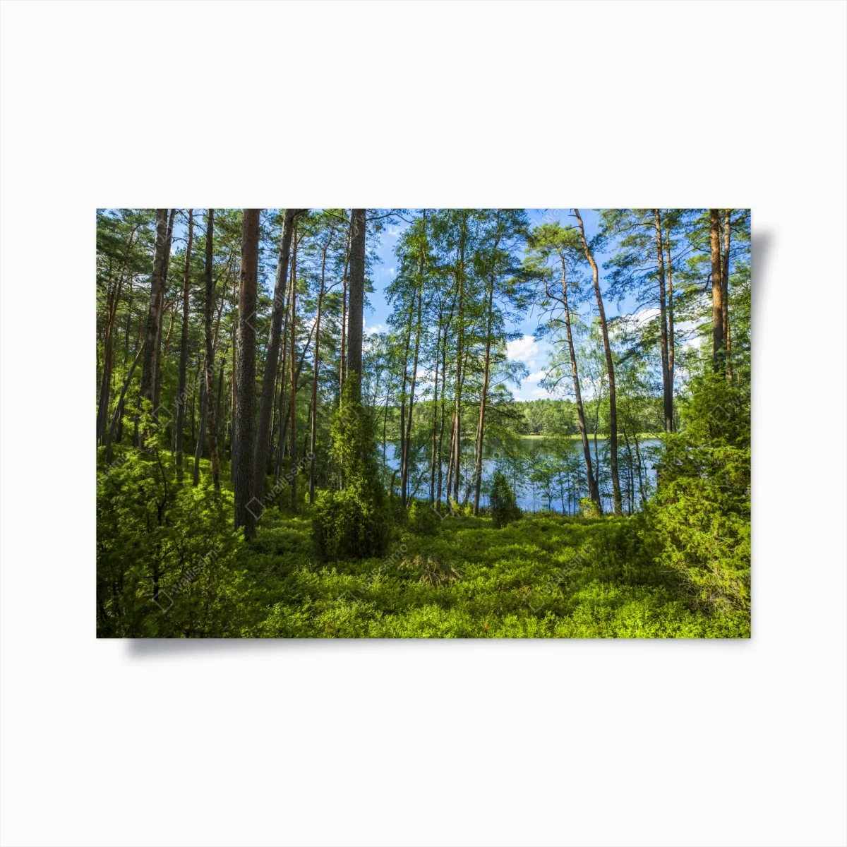 Poster ruhiger kiefernwald am see – Wallnifity® Poster ruhiger kiefernwald am see – Wallnifity®