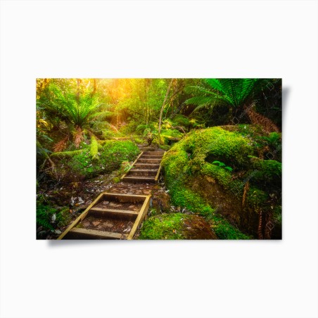 Poster moosiger regenwaldpfad auf der Tasman-Halbinsel – Wallnifity®