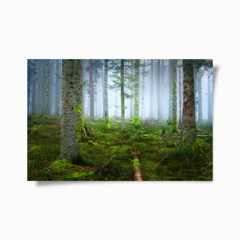 Poster nebliger kiefernwald aus dem Elsass