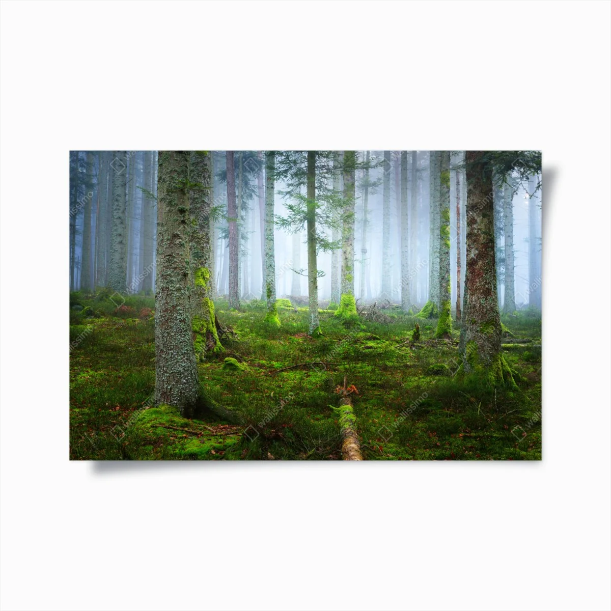 Poster nebliger kiefernwald aus dem Elsass – Wallnifity® Poster nebliger kiefernwald aus dem Elsass – Wallnifity®
