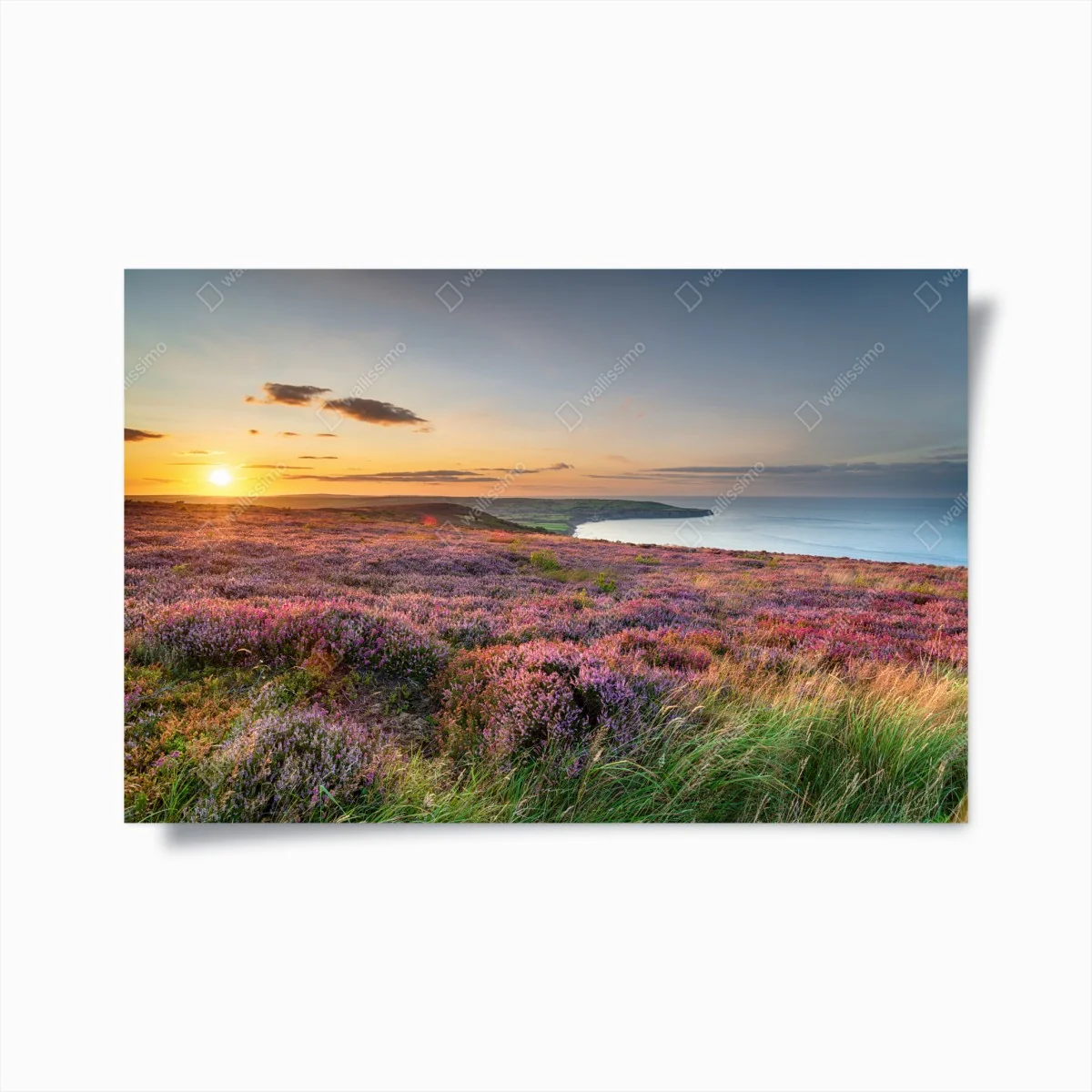 Poster sonnenuntergang über der heide auf den North York Moors – Wallnifity® Poster sonnenuntergang über der heide auf den North York Moors – Wallnifity®