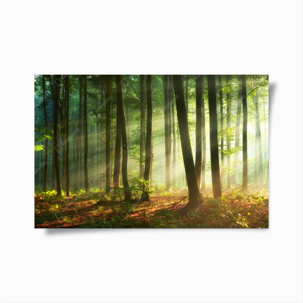 Poster sonnenbeschienener morgenwald – Wallnifity® Poster sonnenbeschienener morgenwald – Wallnifity®