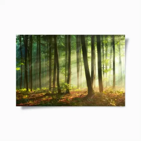 Poster sonnenbeschienener morgenwald – Wallnifity®