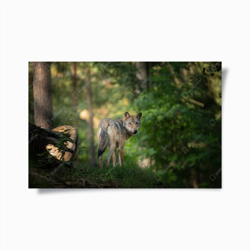 Poster wolf auf der lichtung im wald