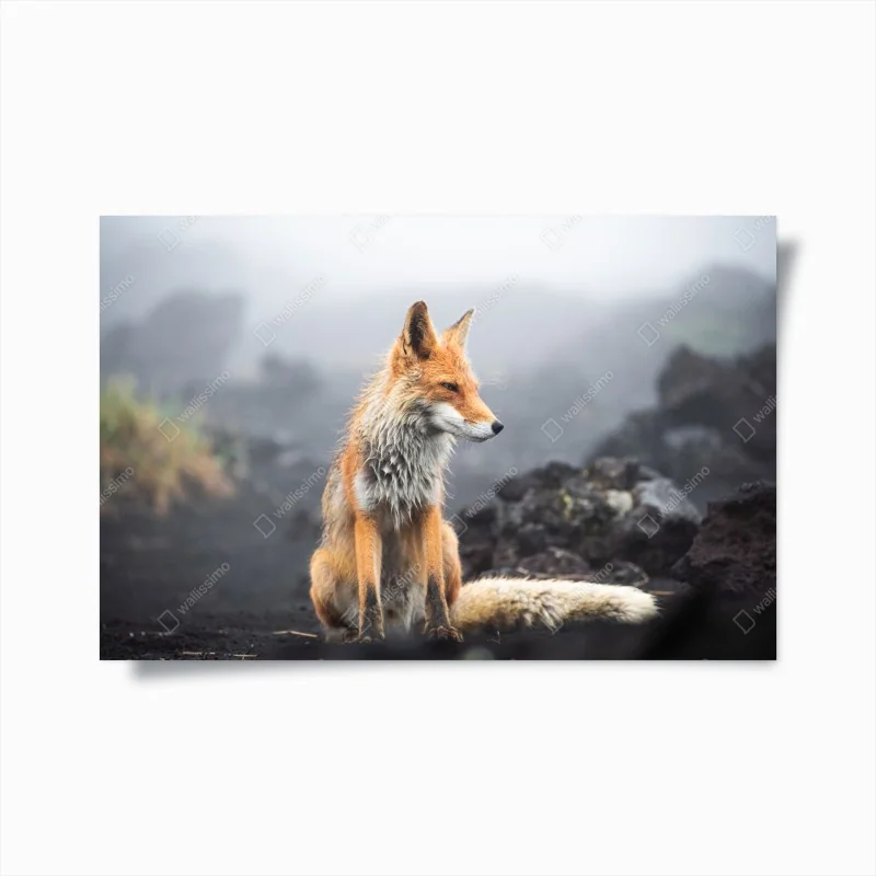 Poster roter fuchs in nebliger landschaft