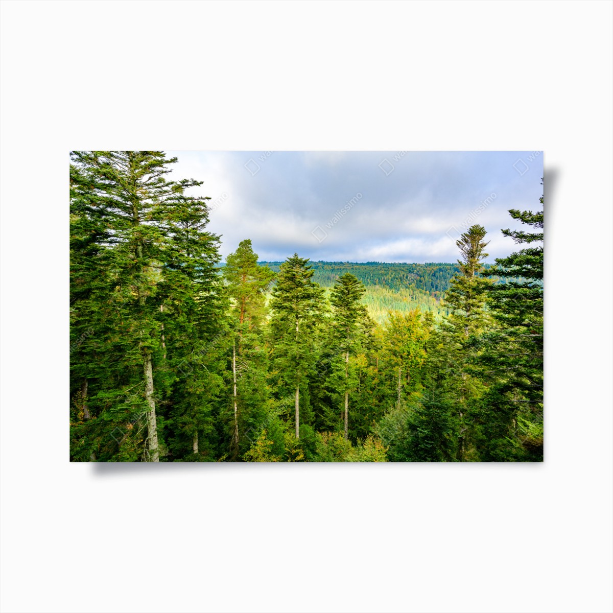 Poster Schwarzwald herbstliche waldlandschaft – Wallnifity®