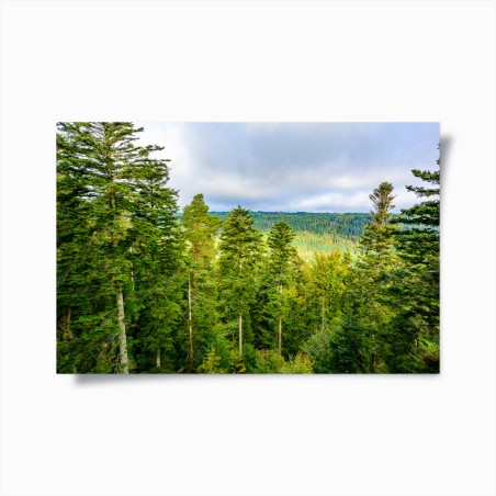 Poster Schwarzwald herbstliche waldlandschaft – Wallnifity®