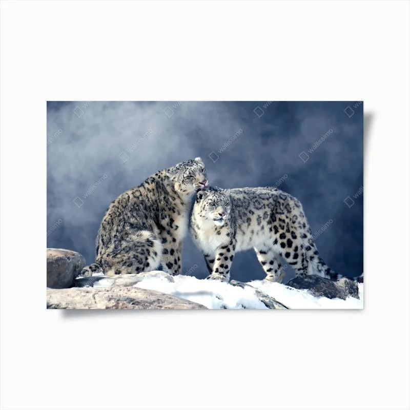 Poster majestätische schneeleoparden im winter