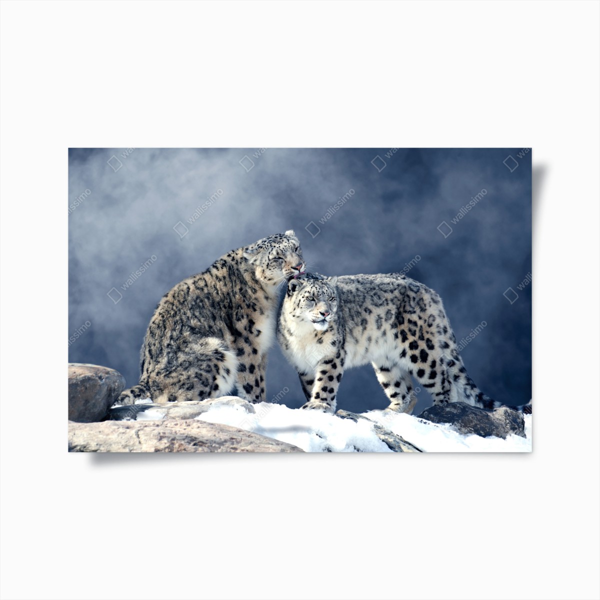 Poster majestätische schneeleoparden im winter – Wallnifity® Poster majestätische schneeleoparden im winter – Wallnifity®