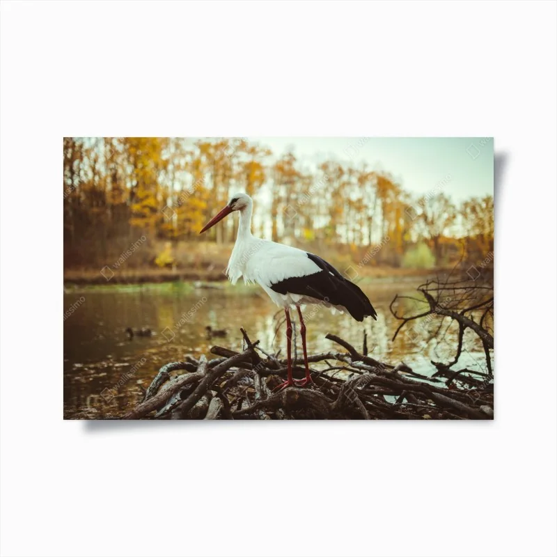 Poster verschiedene trockene nudeln und frische zutaten – Wallnifity®