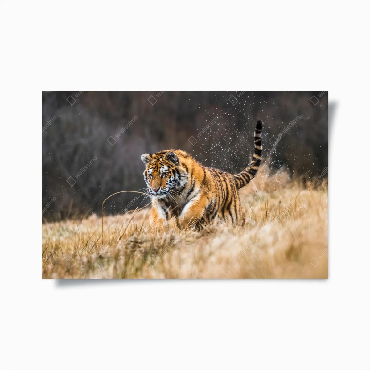 Poster sibirischer tiger in bewegung – Wallnifity®