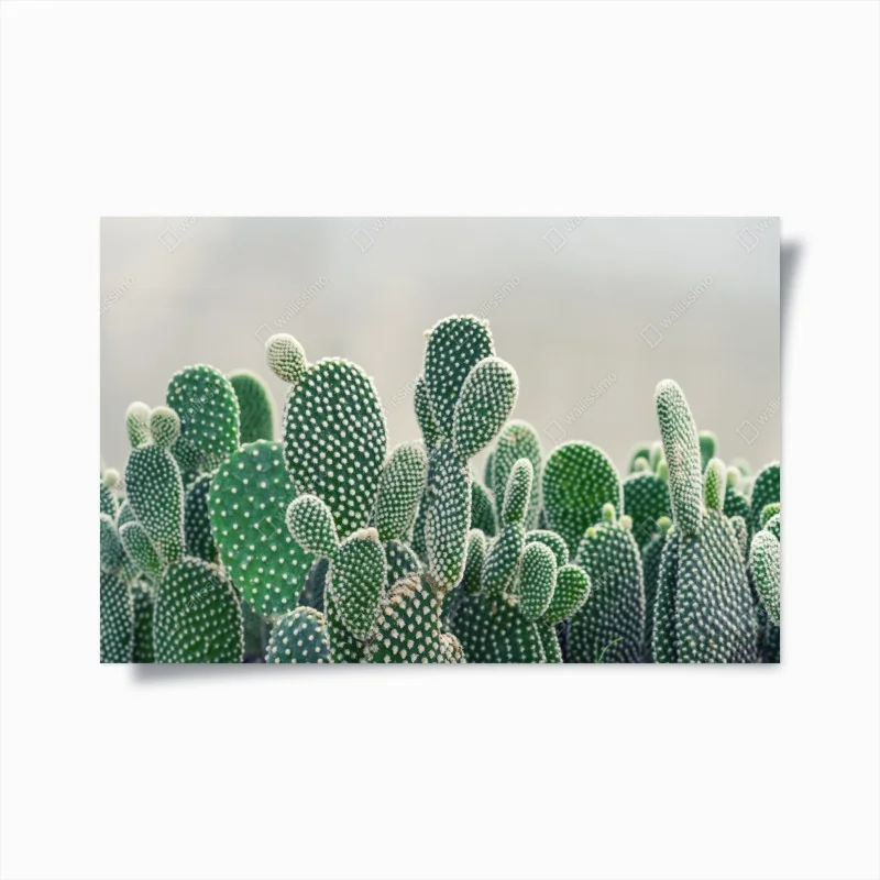 Poster nahaufnahme eines opuntienkaktus