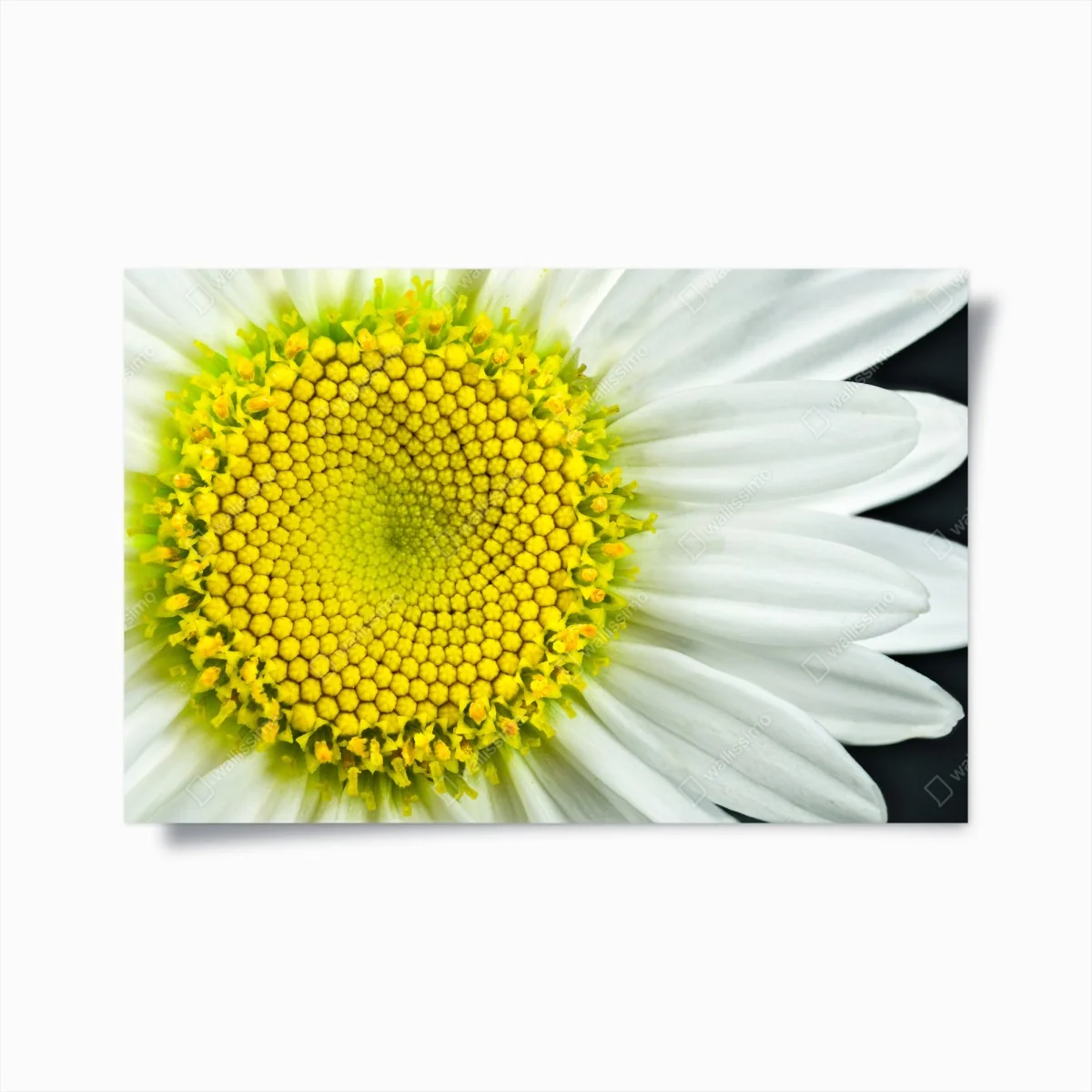 Poster makro gänseblümchen spiralmuster – Wallnifity®