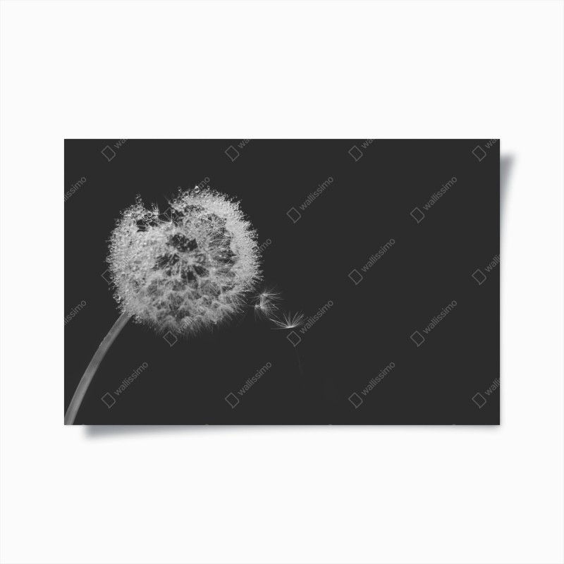 Poster zarter löwenzahn in monochrom