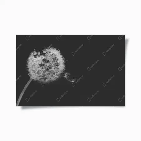 Poster zarter löwenzahn in monochrom – Wallnifity®