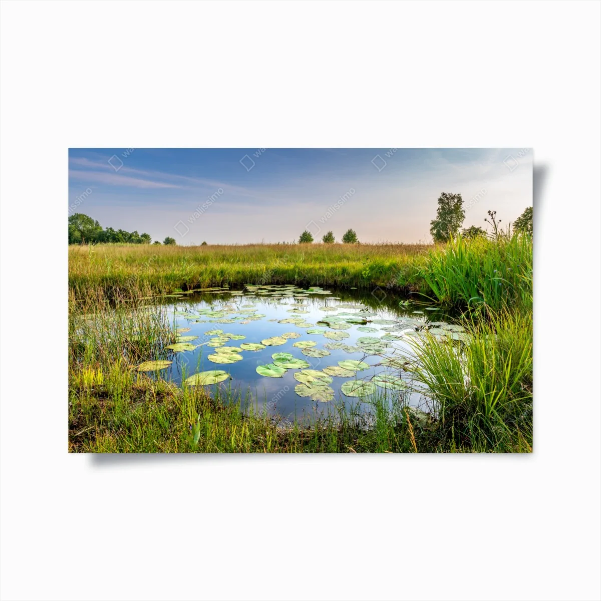 Poster ruhiger seerosen-teich in der wiese – Wallnifity® Poster ruhiger seerosen-teich in der wiese – Wallnifity®