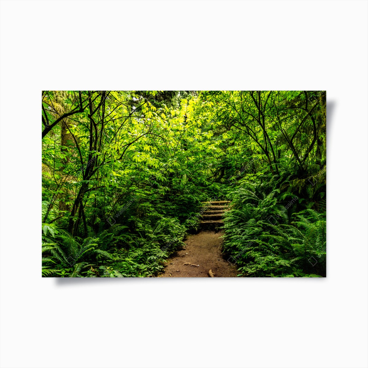 Poster üppiger waldpfad – Wallnifity®