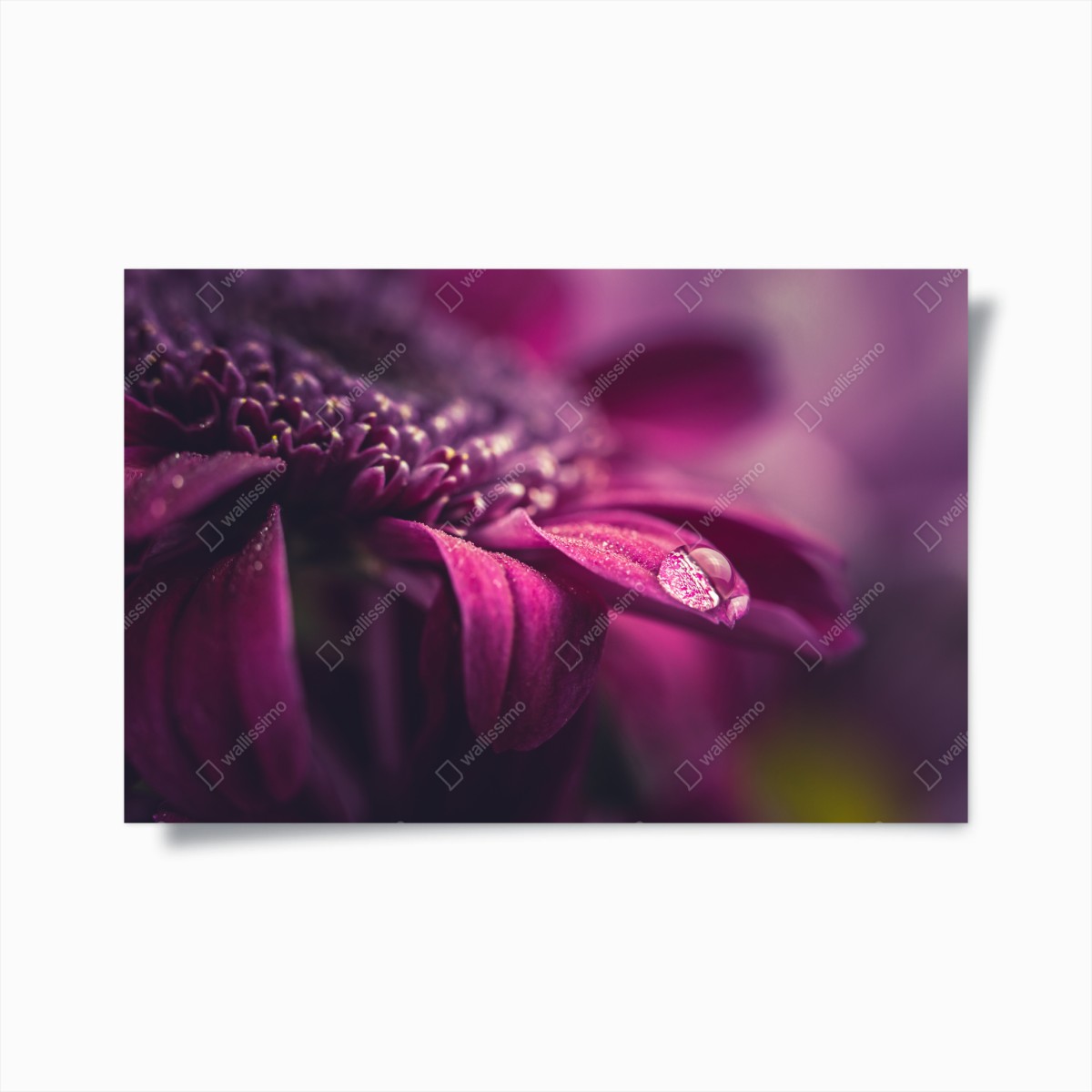 Poster lila makroblüte mit tautropfen – Wallnifity®