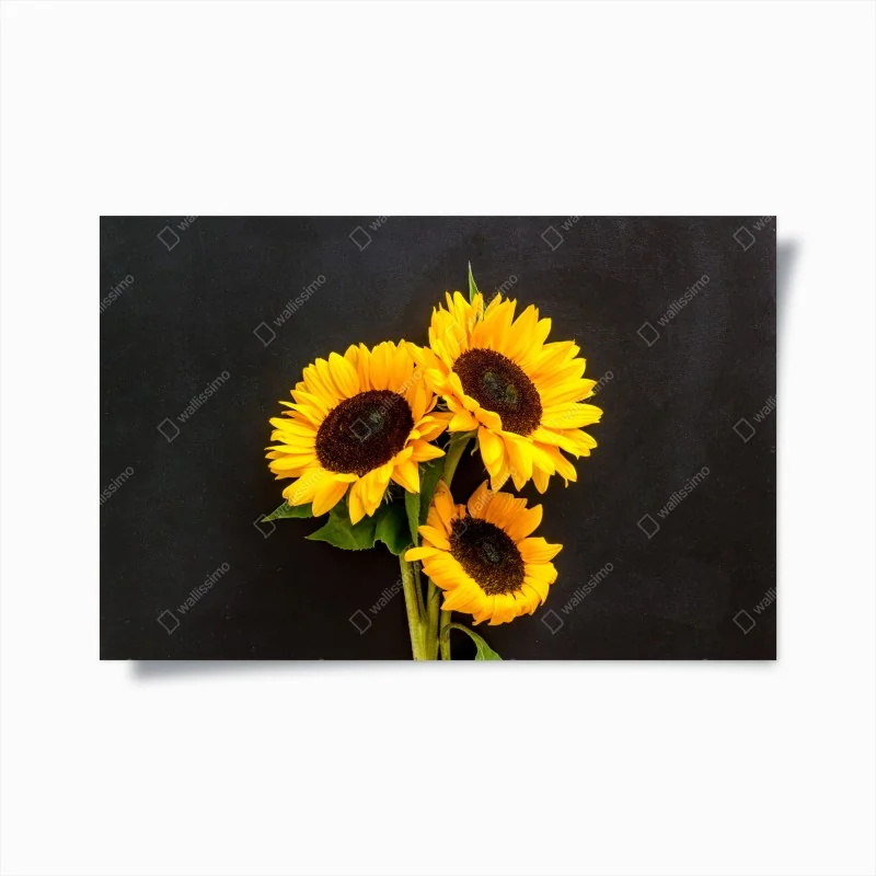 Poster leuchtende sonnenblumen auf schwarzem hintergrund