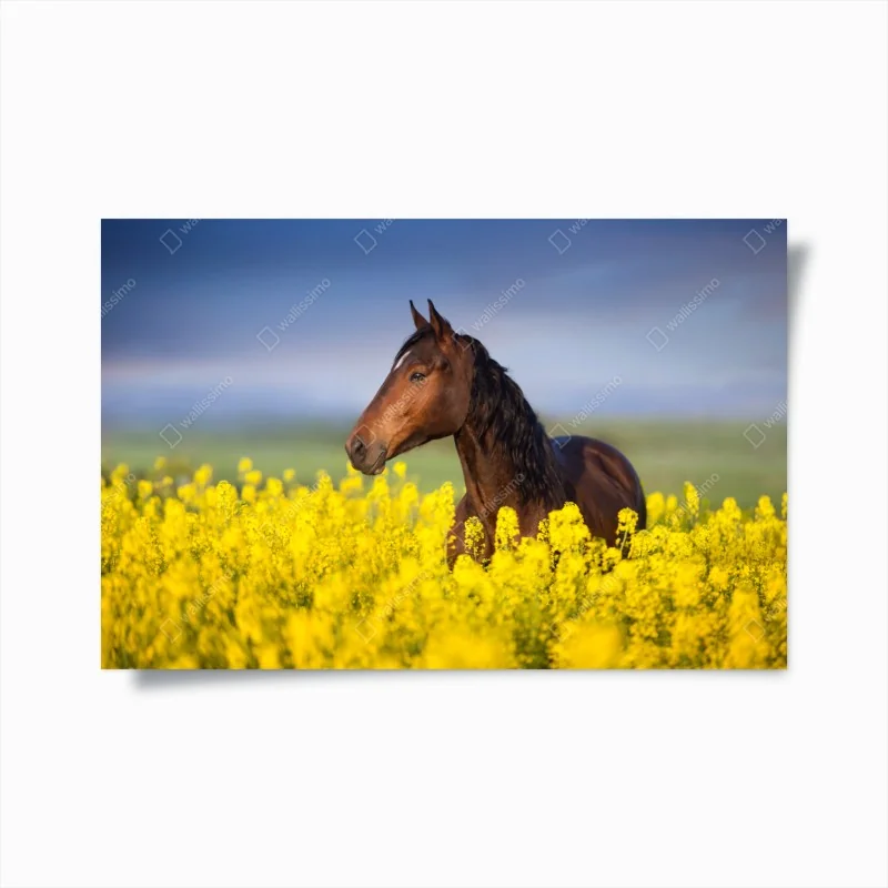 Poster braunes pferd im gelben rapsfeld